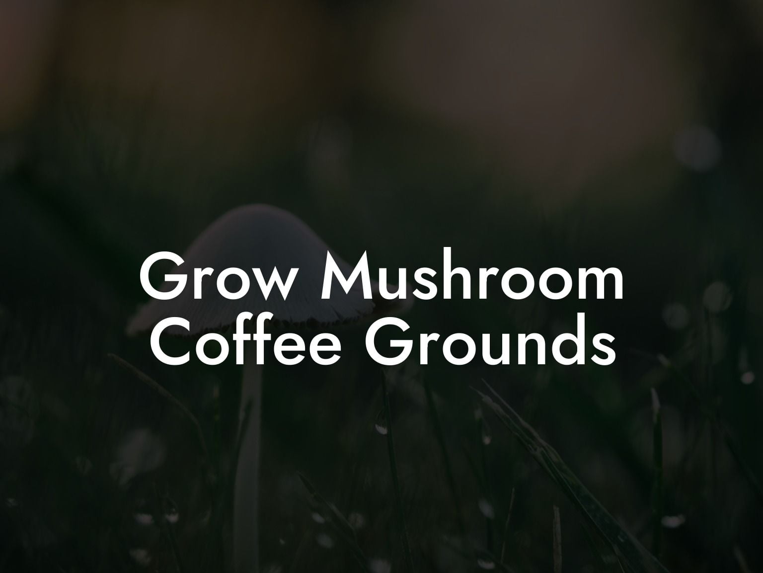 grow-mushroom-coffee-grounds-mr-mushroom