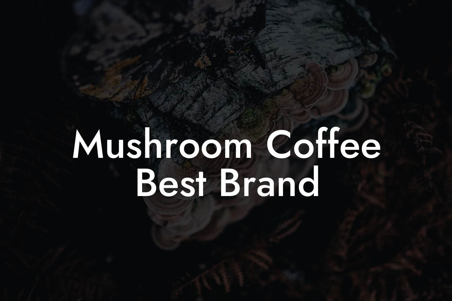 mushroom-coffee-best-brand-mr-mushroom-coffee.jpg