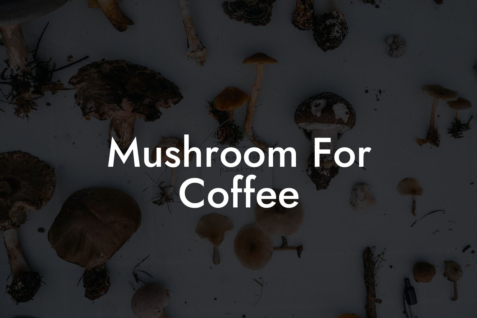 mushroom-for-coffee-mr-mushroom-coffee.j