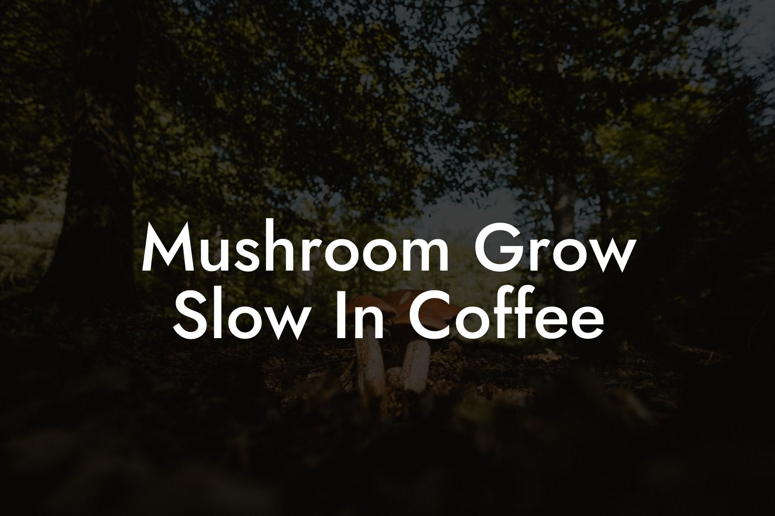 mushroom-grow-slow-in-coffee-mr-mushroom