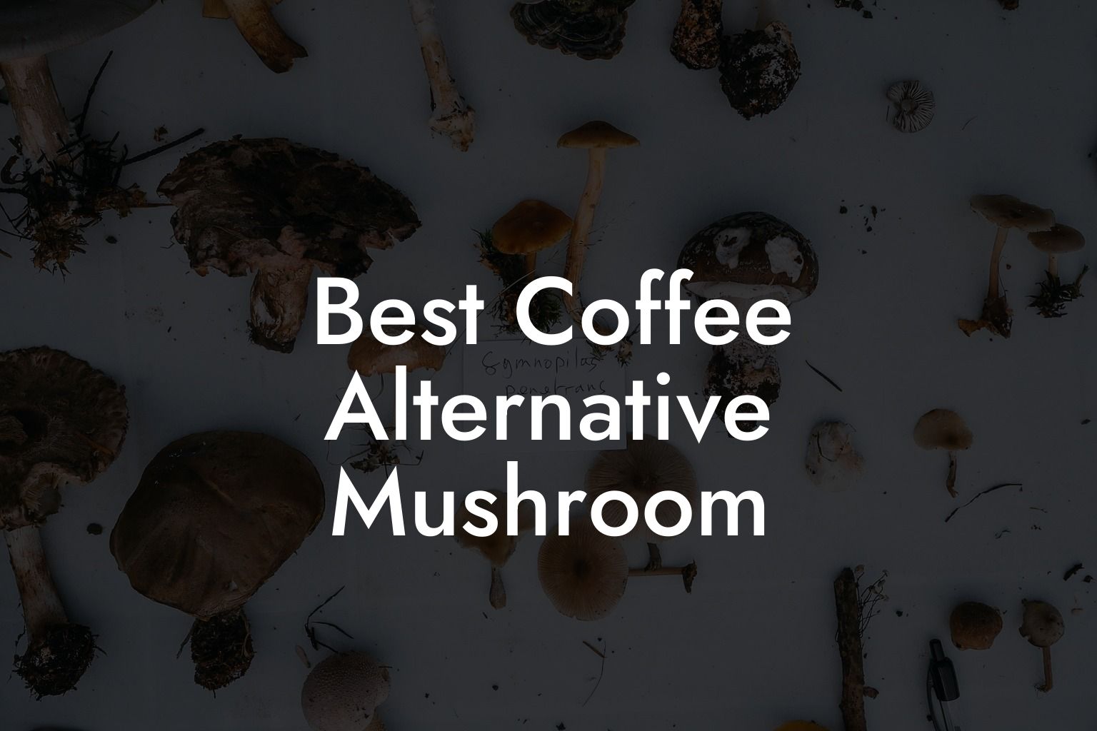 Best Coffee Alternative Mushroom