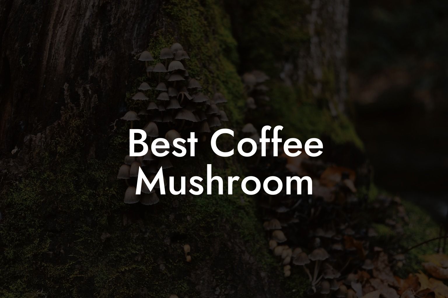 Best Coffee Mushroom