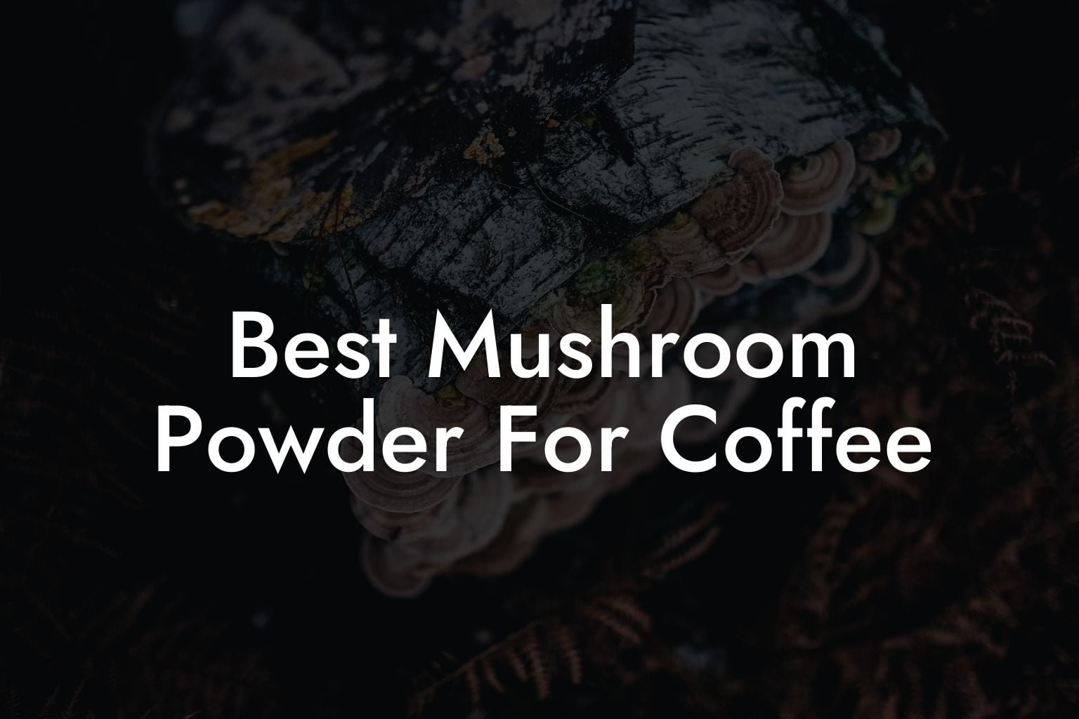 Best Mushroom Powder For Coffee