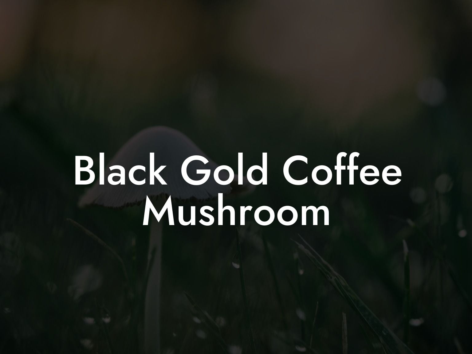 Black Gold Coffee Mushroom