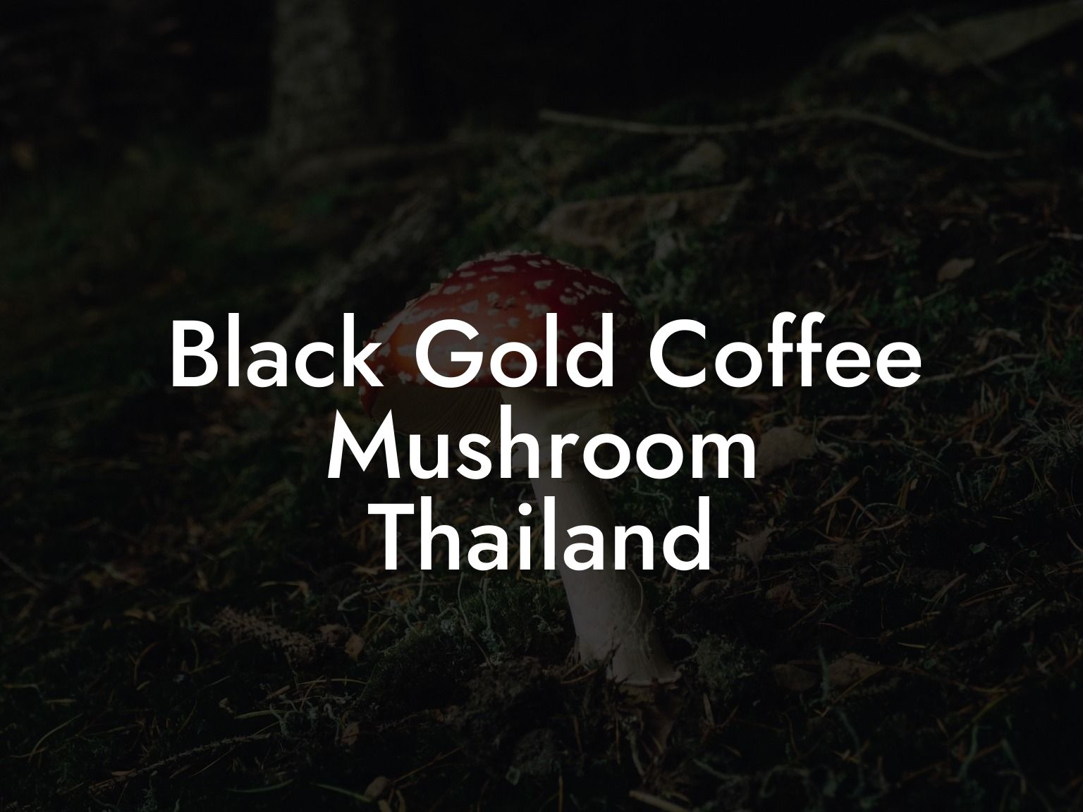 Black Gold Coffee Mushroom Thailand