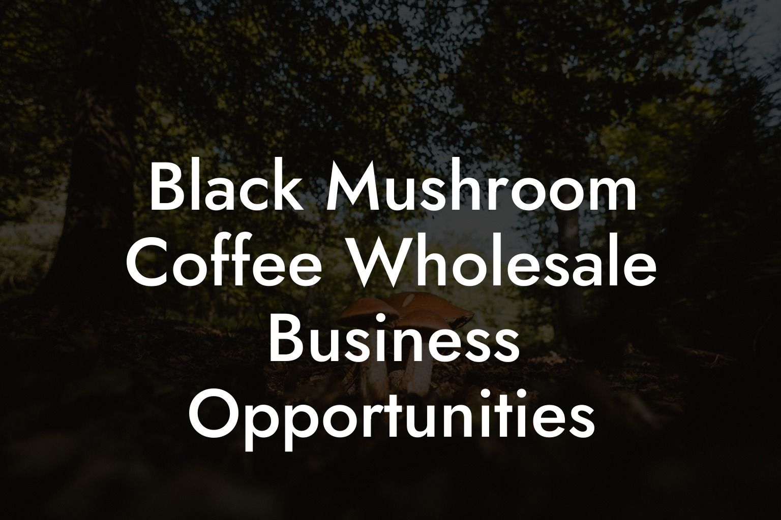 Black Mushroom Coffee Wholesale Business Opportunities