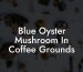 Blue Oyster Mushroom In Coffee Grounds
