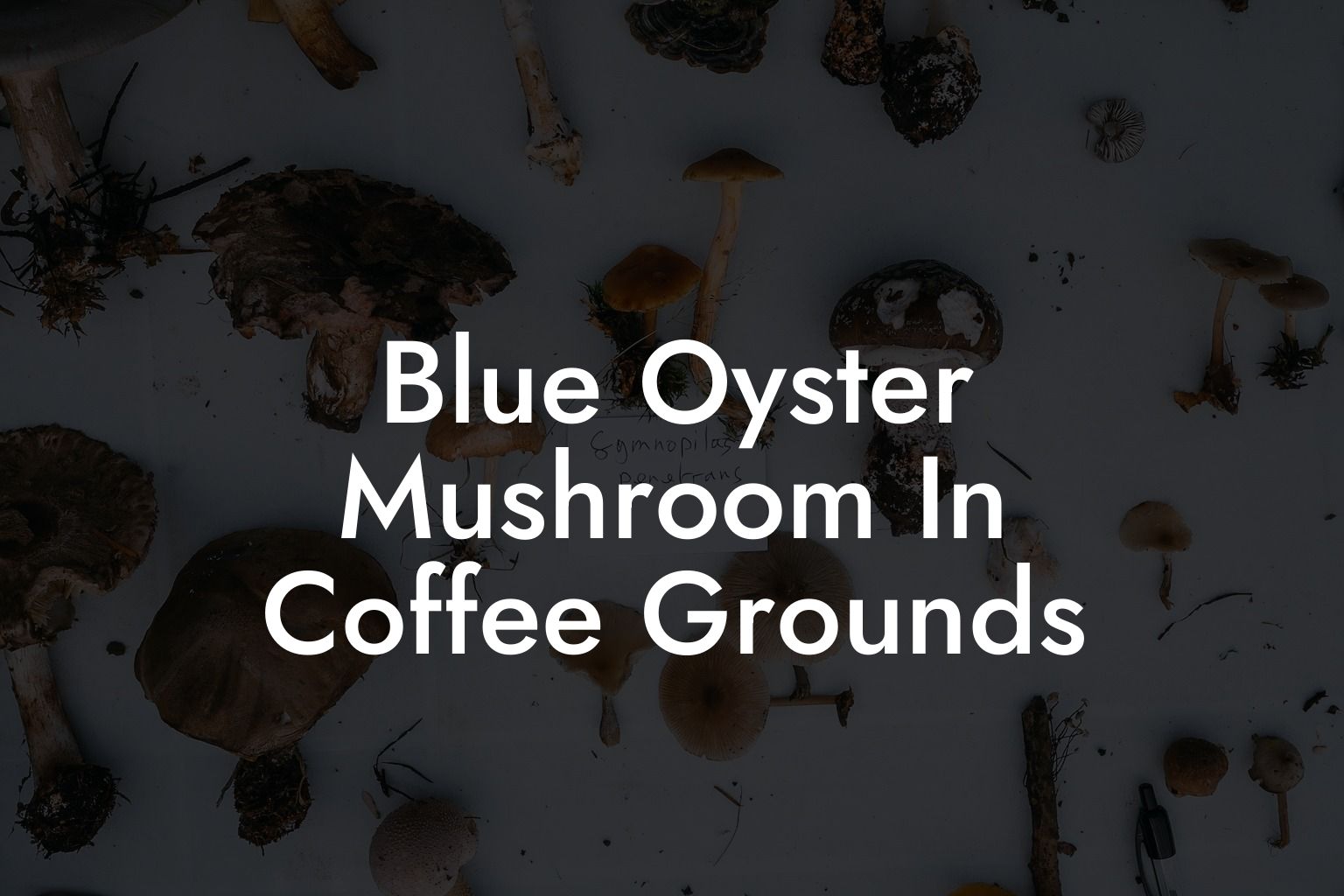 Blue Oyster Mushroom In Coffee Grounds