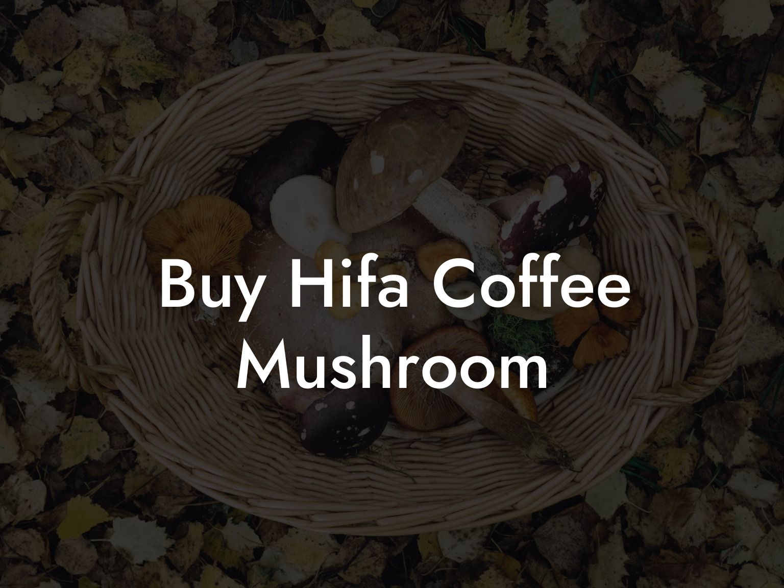 Buy Hifa Coffee Mushroom