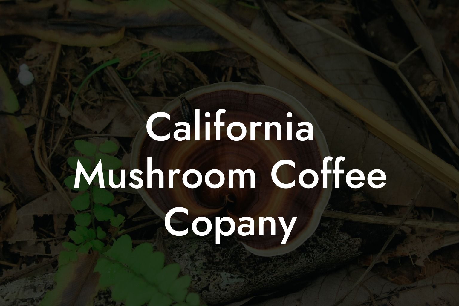 California Mushroom Coffee Copany