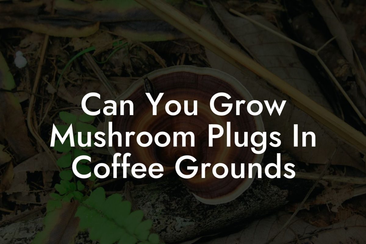 Can You Grow Mushroom Plugs In Coffee Grounds