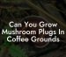 Can You Grow Mushroom Plugs In Coffee Grounds