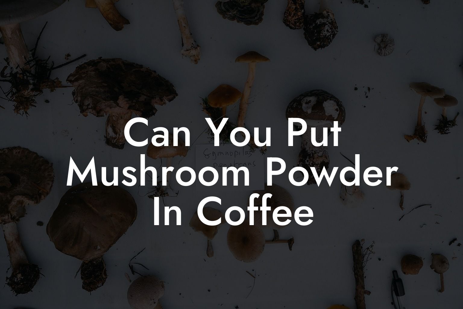 Can You Put Mushroom Powder In Coffee