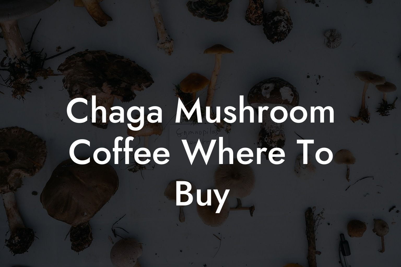 Chaga Mushroom Coffee Where To Buy