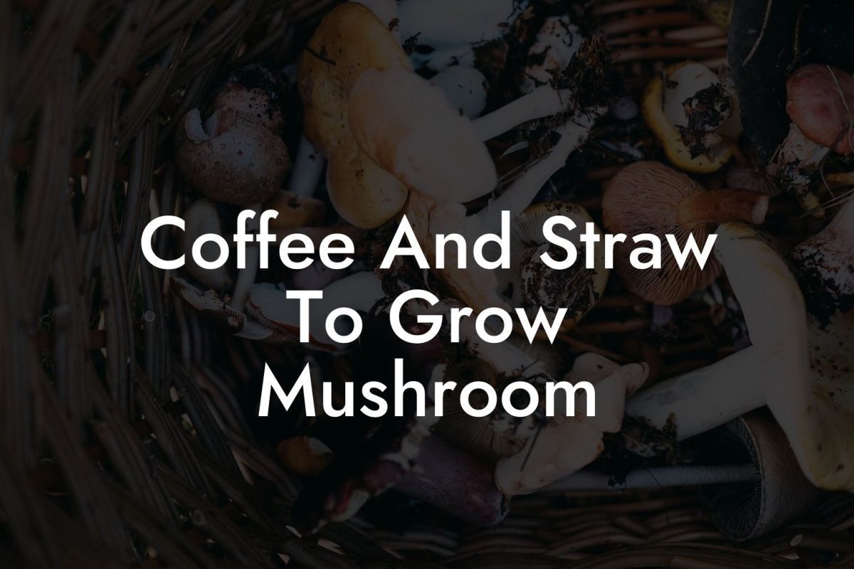 Coffee And Straw To Grow Mushroom