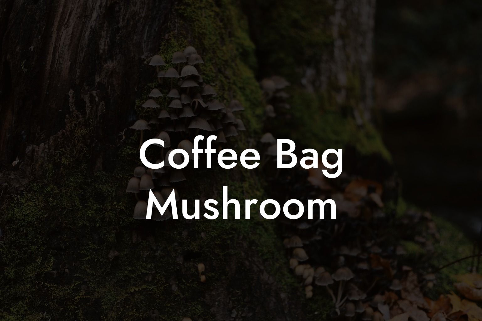 Coffee Bag Mushroom