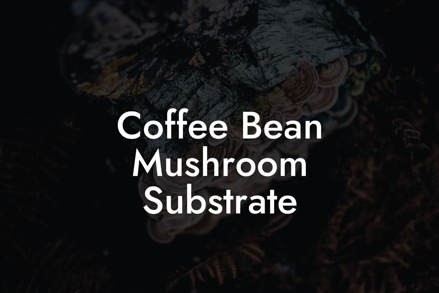 Coffee Bean Mushroom Substrate