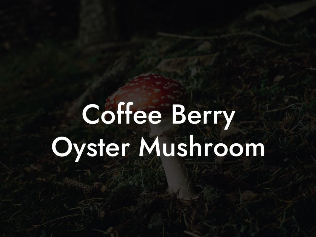 Coffee Berry Oyster Mushroom