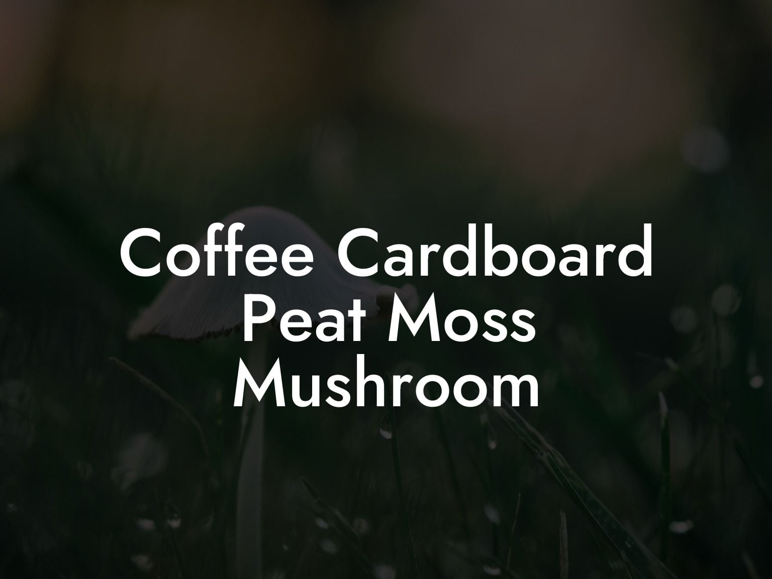 Coffee Cardboard Peat Moss Mushroom