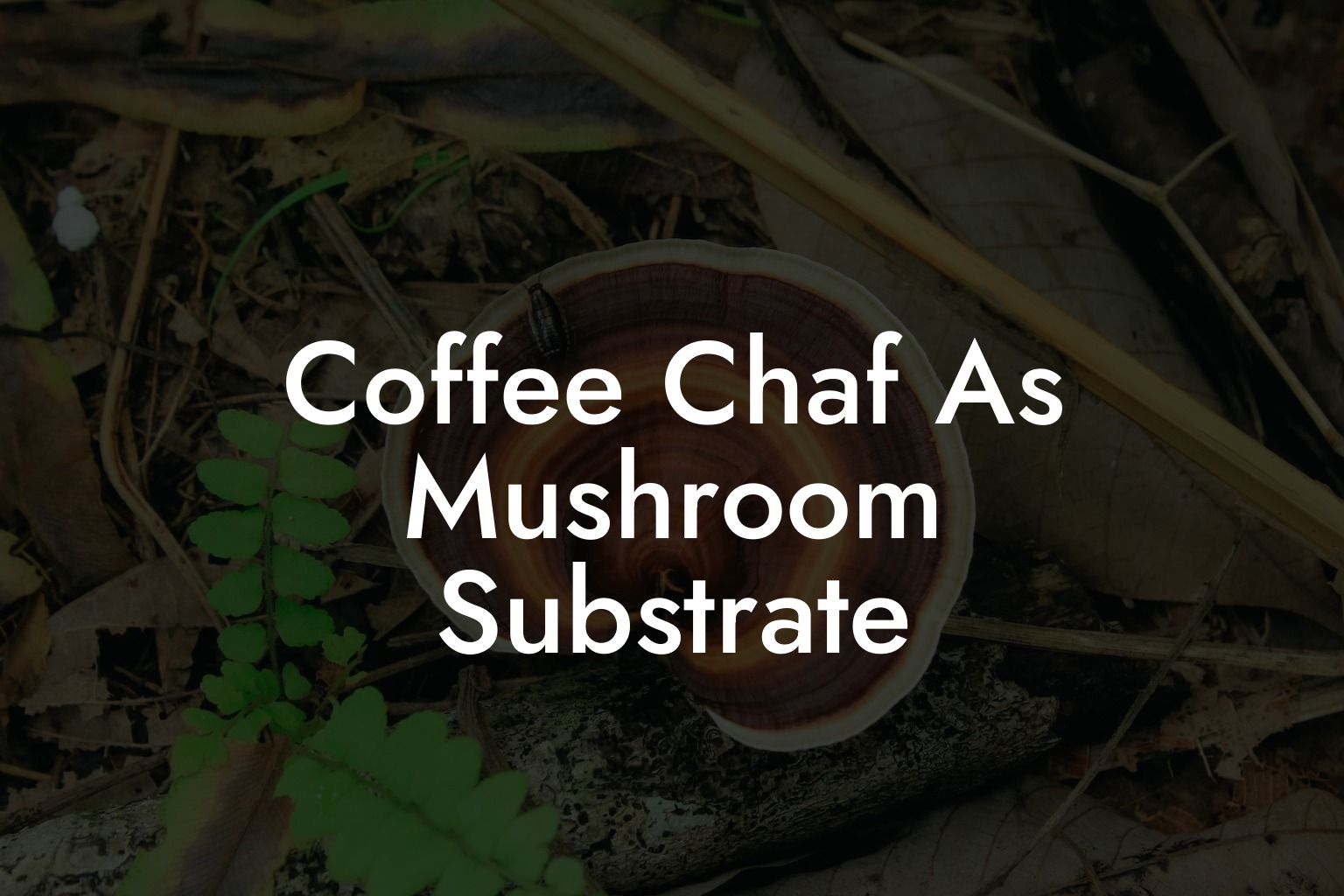 Coffee Chaf As Mushroom Substrate