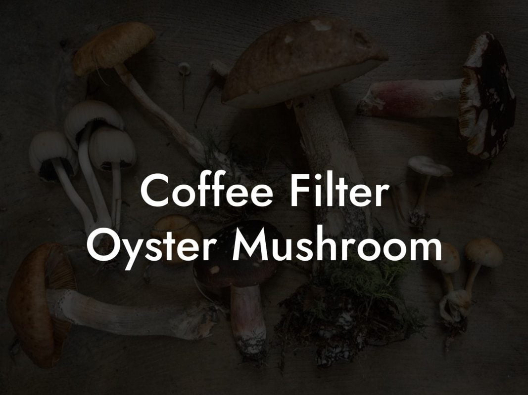 Coffee Filter Oyster Mushroom