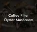 Coffee Filter Oyster Mushroom