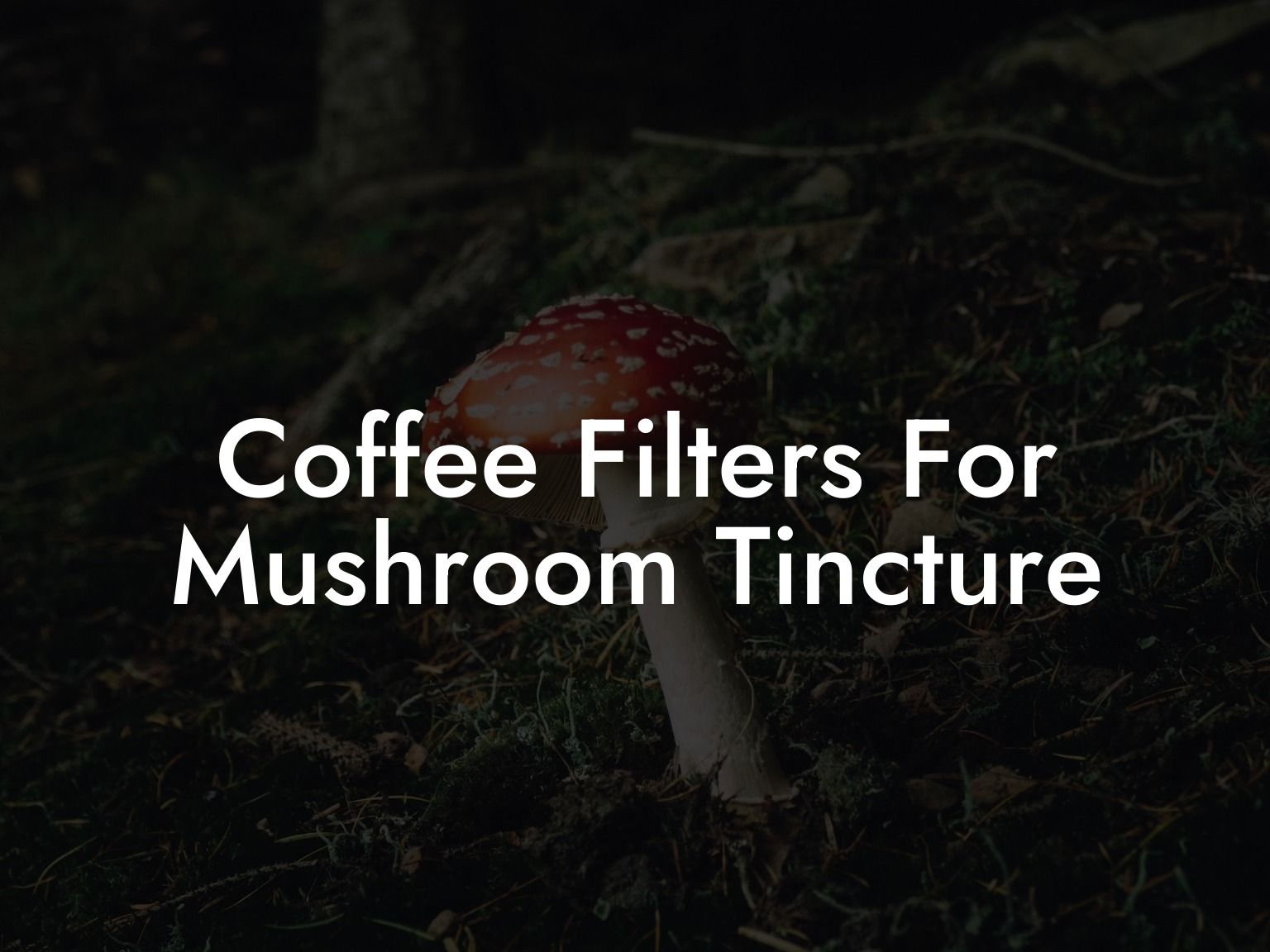 Coffee Filters For Mushroom Tincture