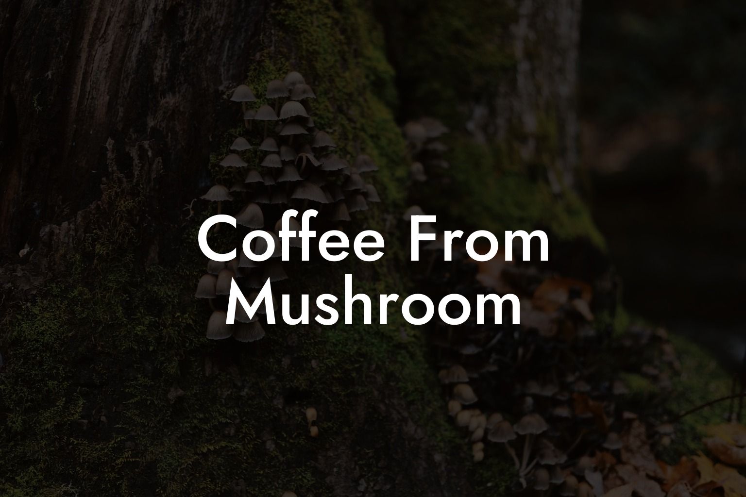Coffee From Mushroom