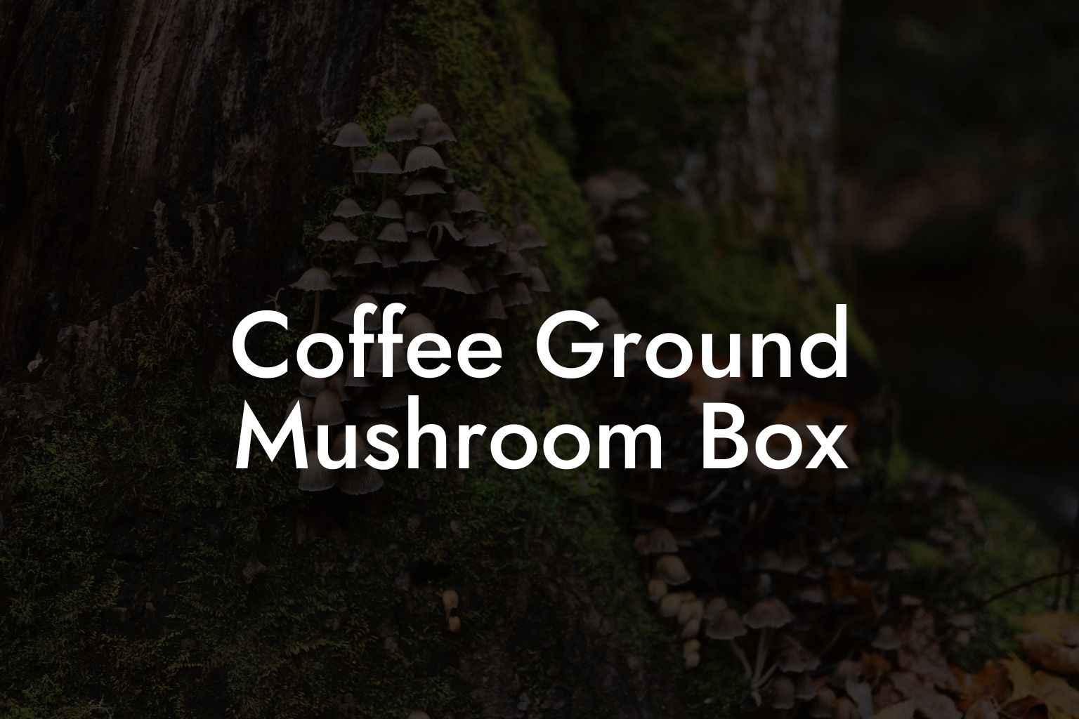 Coffee Ground Mushroom Box