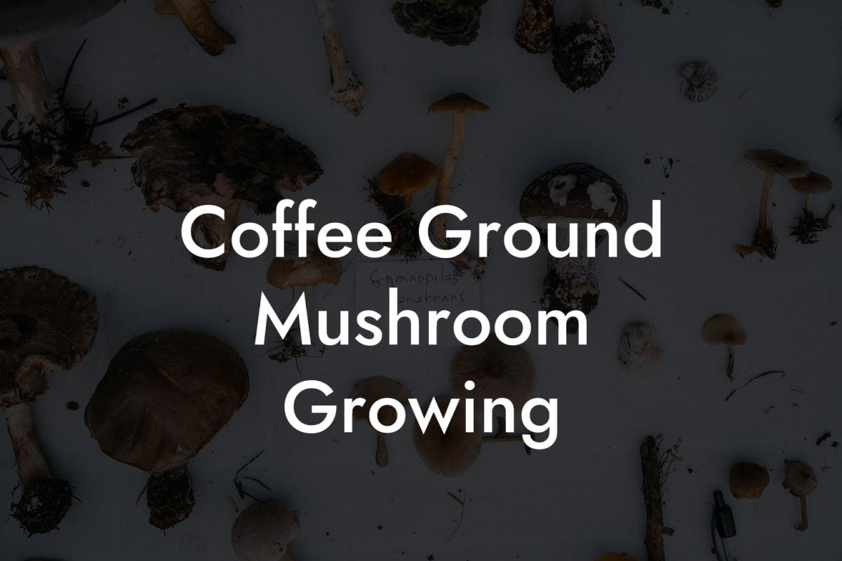 Coffee Ground Mushroom Growing