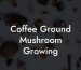 Coffee Ground Mushroom Growing