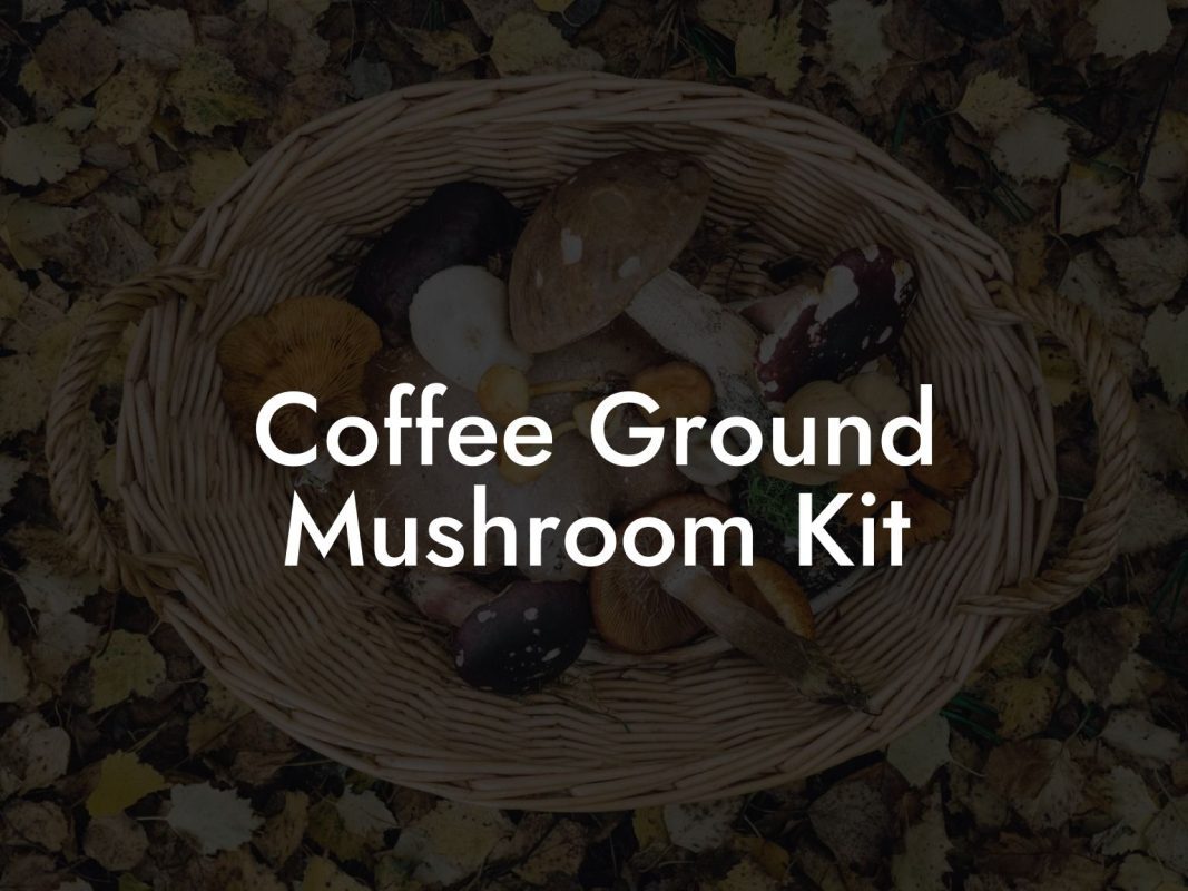 Coffee Ground Mushroom Kit