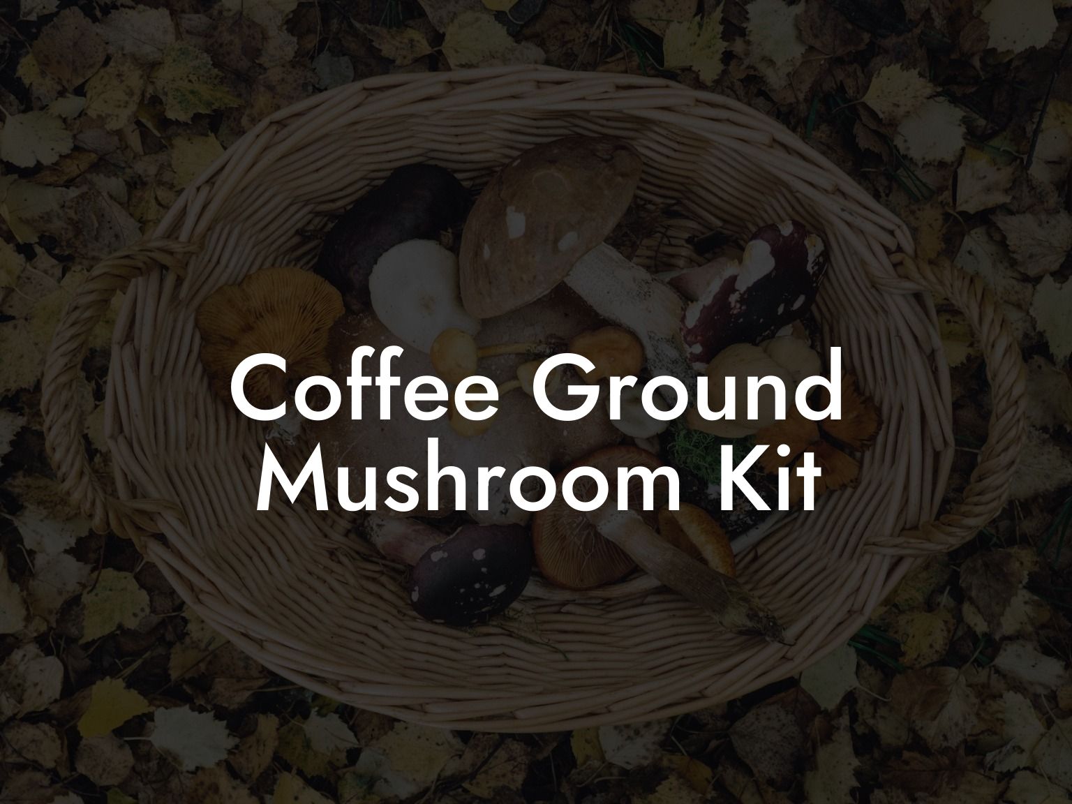 Coffee Ground Mushroom Kit