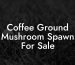Coffee Ground Mushroom Spawn For Sale