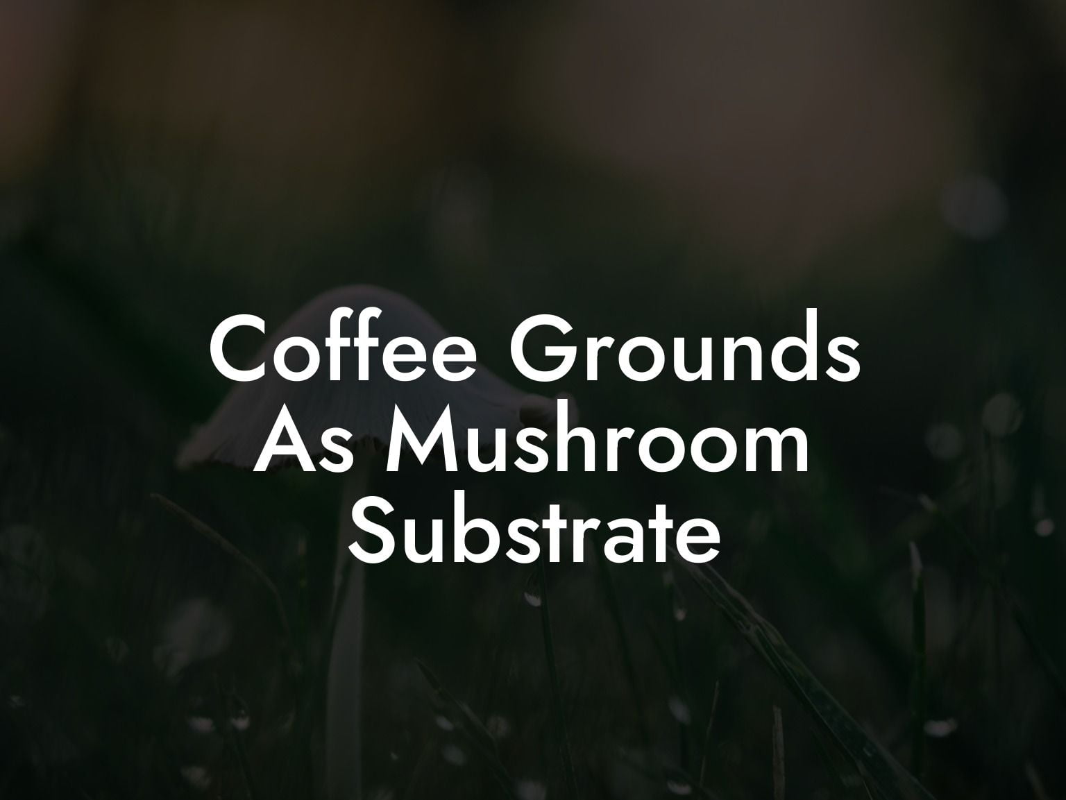Coffee Grounds As Mushroom Substrate