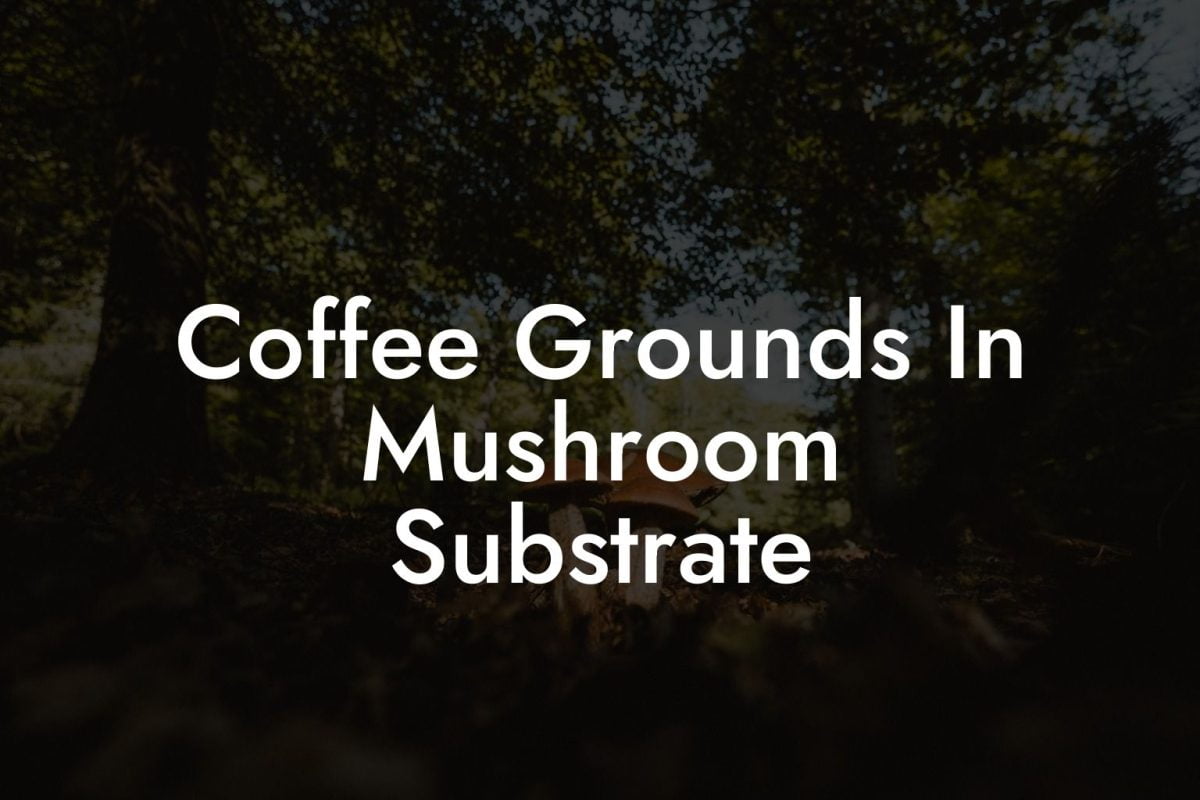 Coffee Grounds In Mushroom Substrate