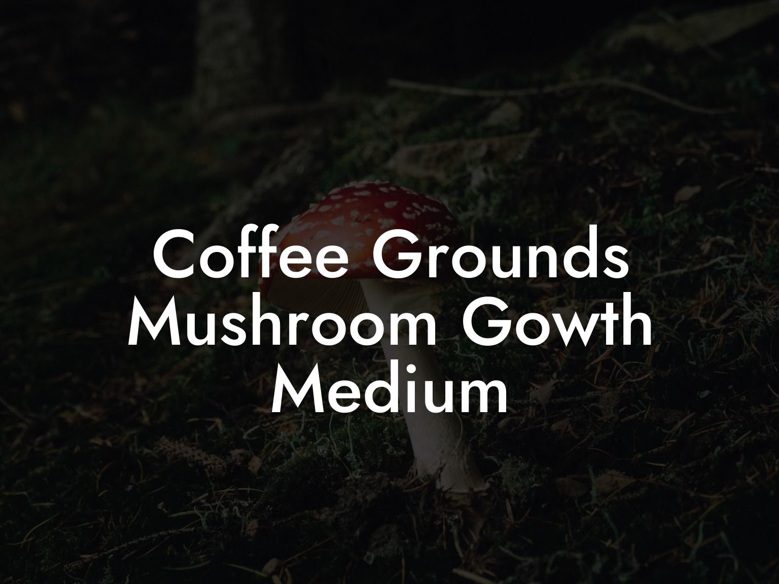 Coffee Grounds Mushroom Gowth Medium