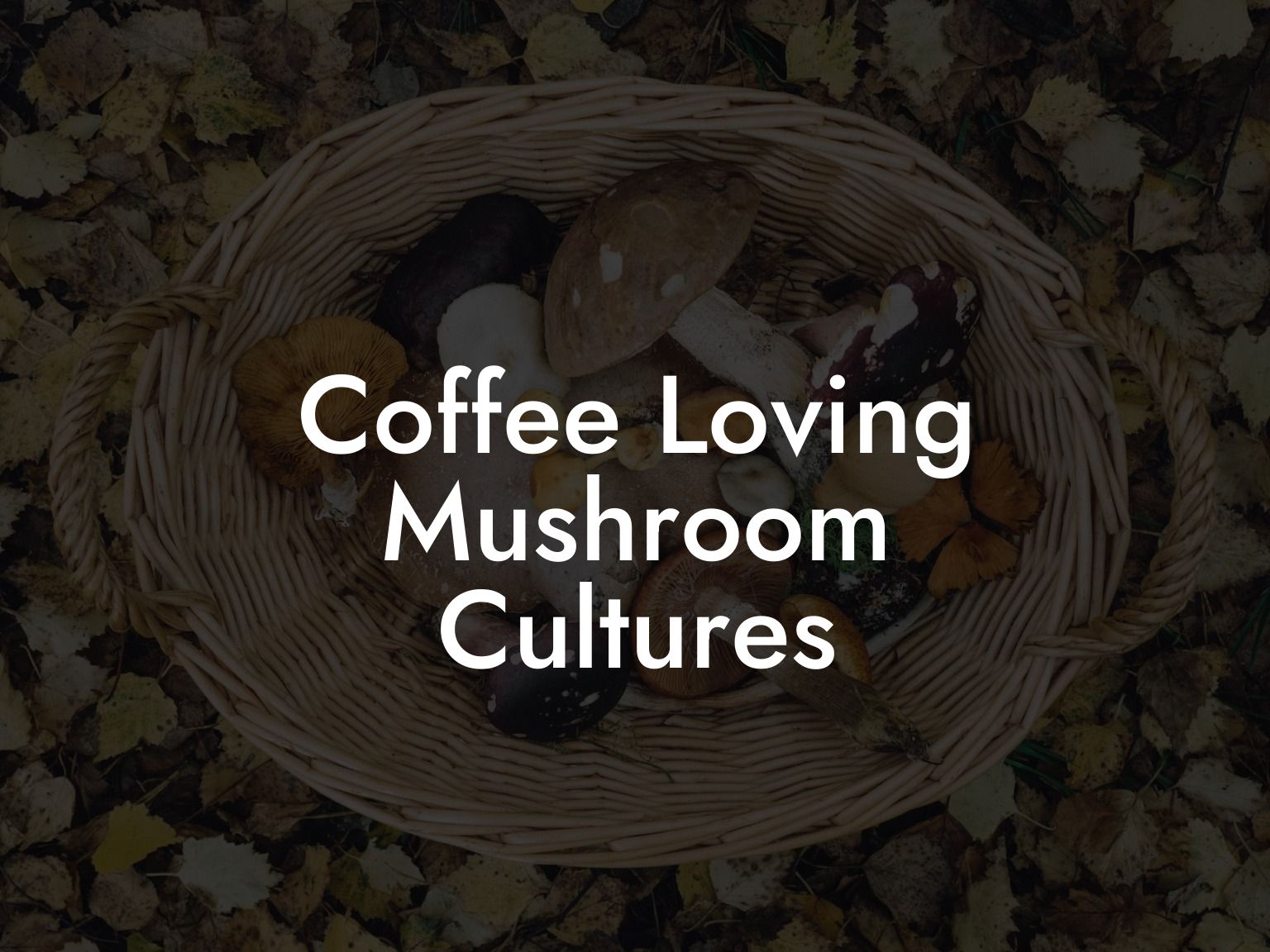 Coffee Loving Mushroom Cultures