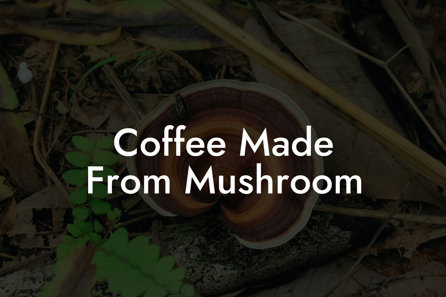 Coffee Made From Mushroom