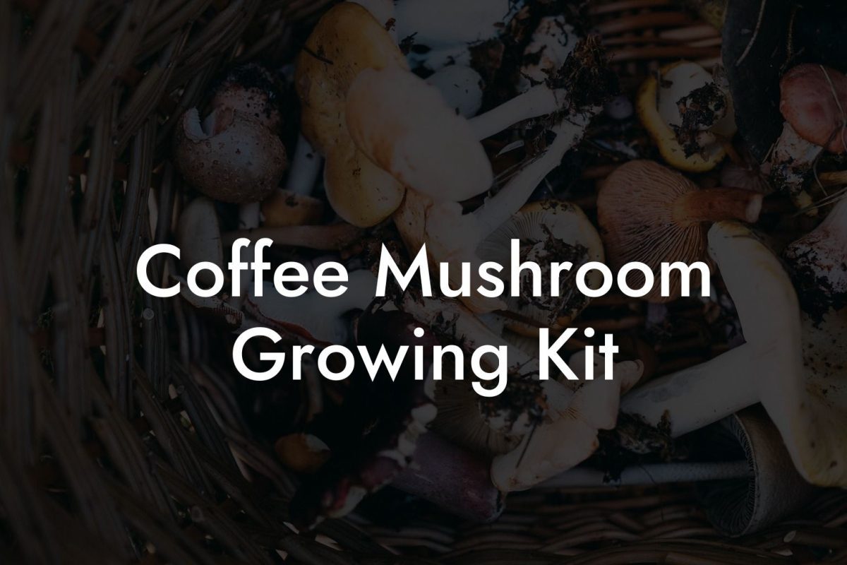 Coffee Mushroom Growing Kit
