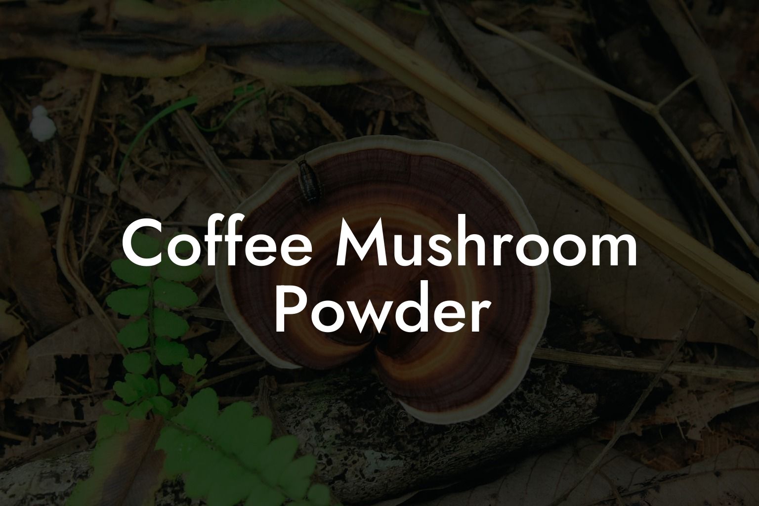 Coffee Mushroom Powder