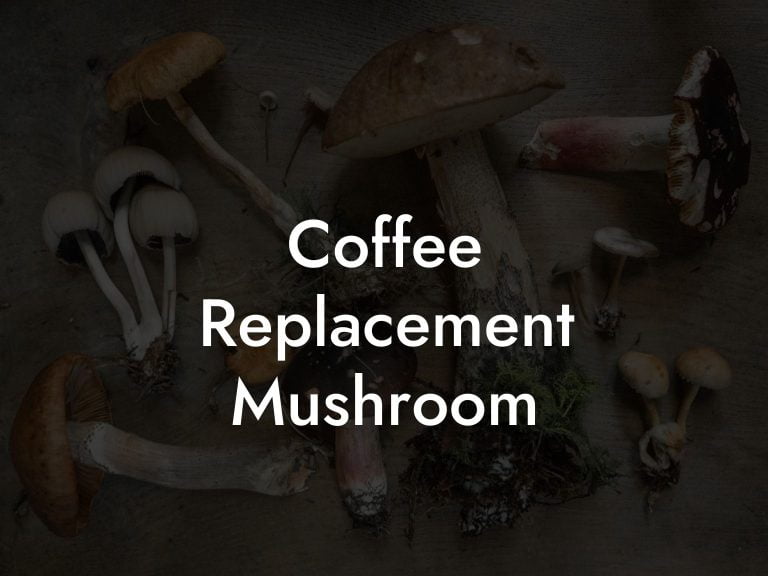 Coffee Replacement Mushroom Mr Mushroom