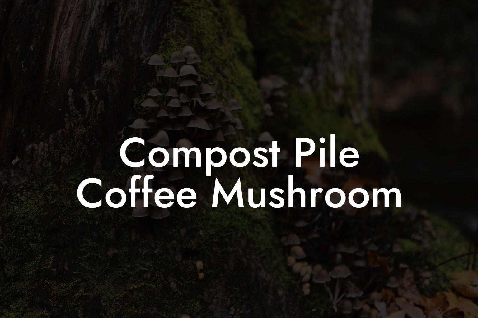 Compost Pile Coffee Mushroom