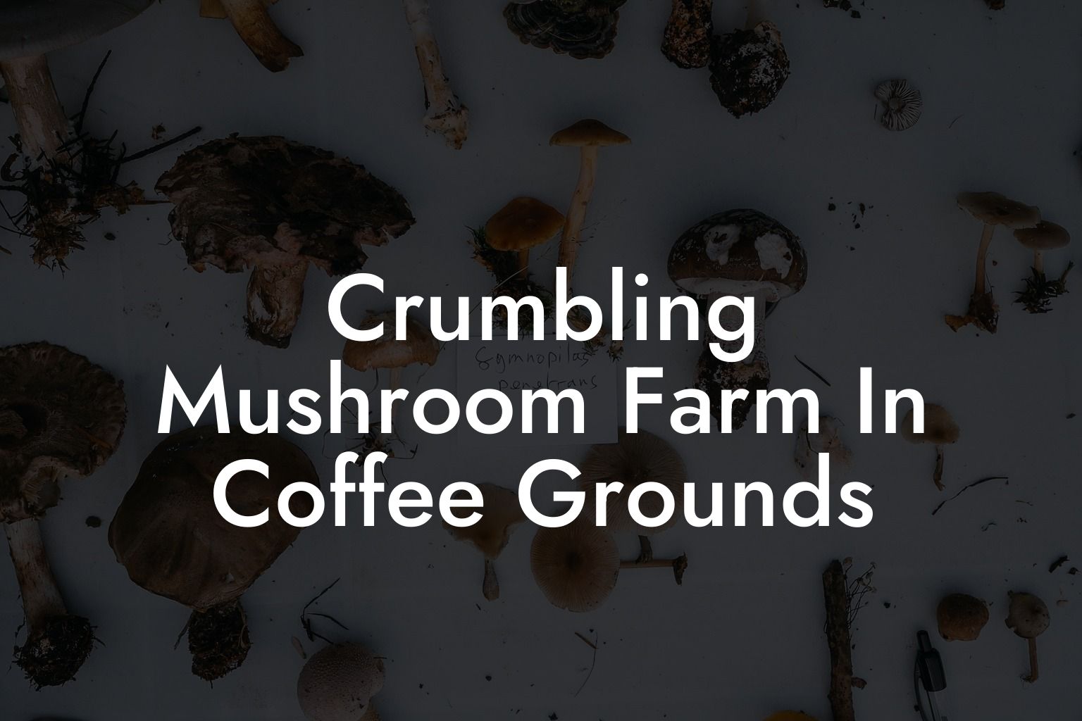 Crumbling Mushroom Farm In Coffee Grounds