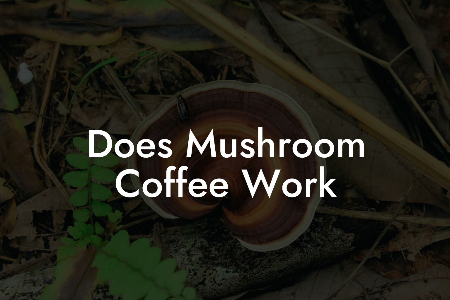 Does Mushroom Coffee Work