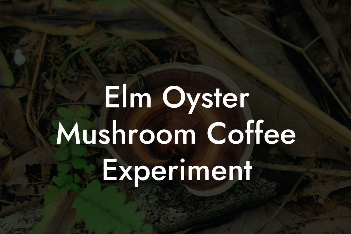 Elm Oyster Mushroom Coffee Experiment