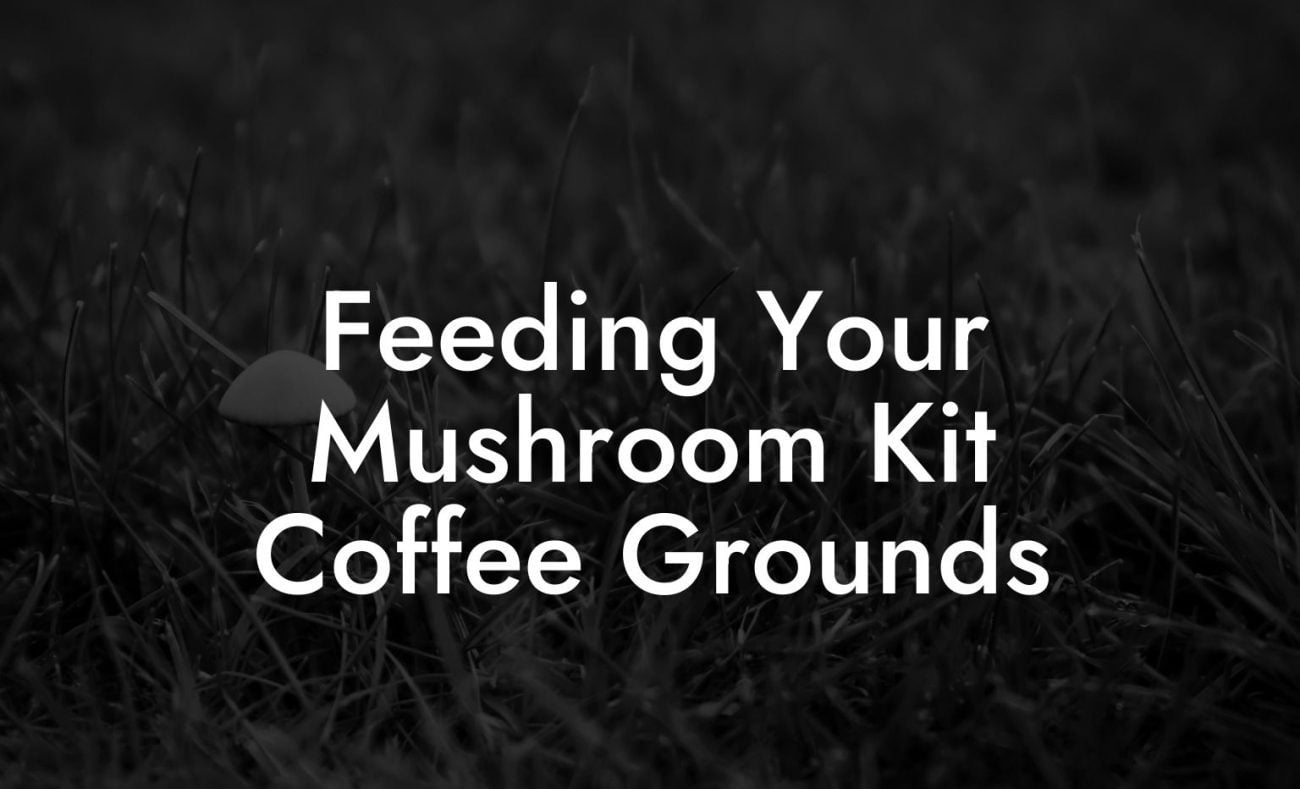 Feeding Your Mushroom Kit Coffee Grounds