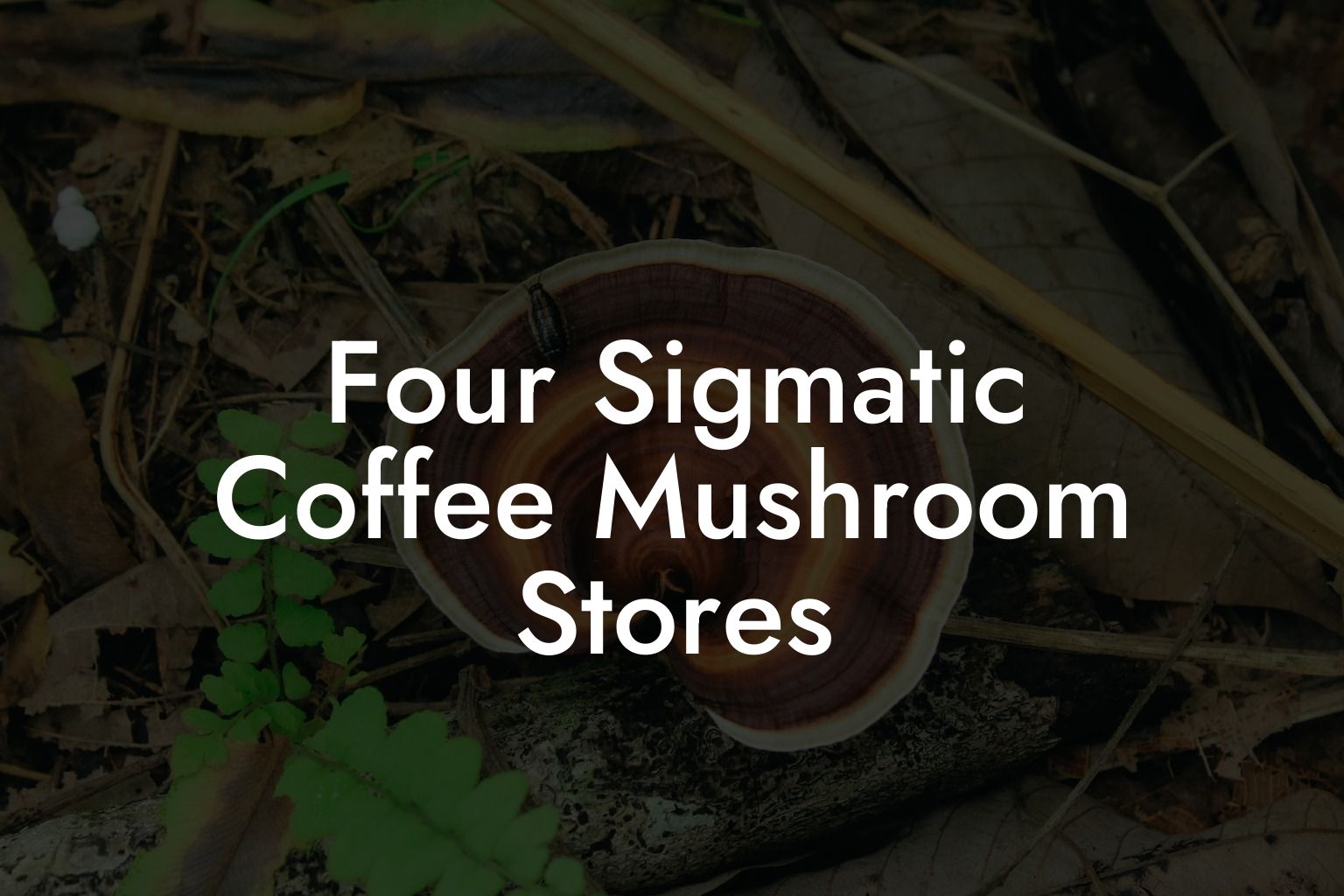 Four Sigmatic Coffee Mushroom Stores