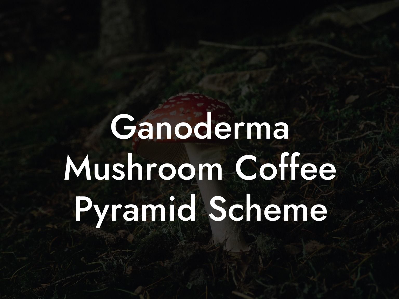 Ganoderma Mushroom Coffee Pyramid Scheme