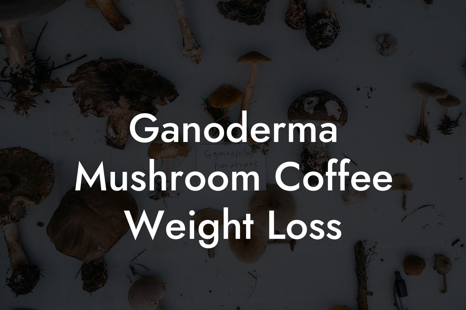 Ganoderma Mushroom Coffee Weight Loss